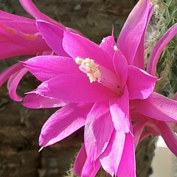 Aporocactus flagelliformis Flower