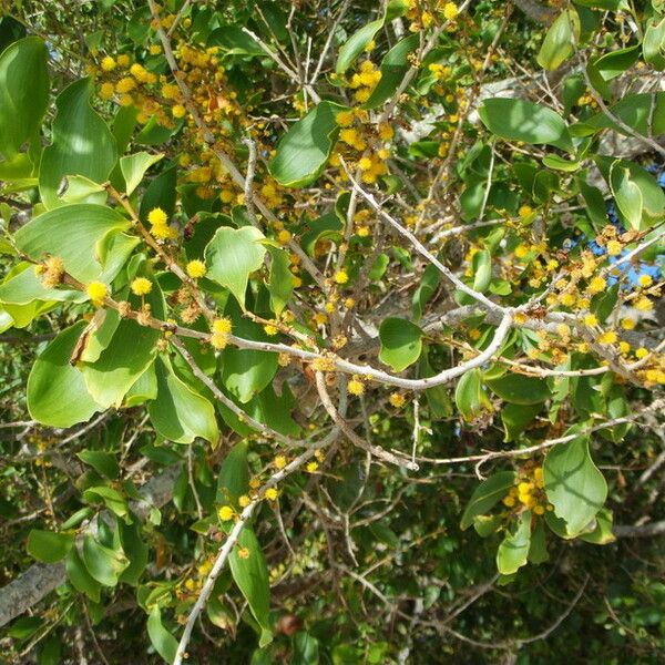 Acacia simplex Habitus