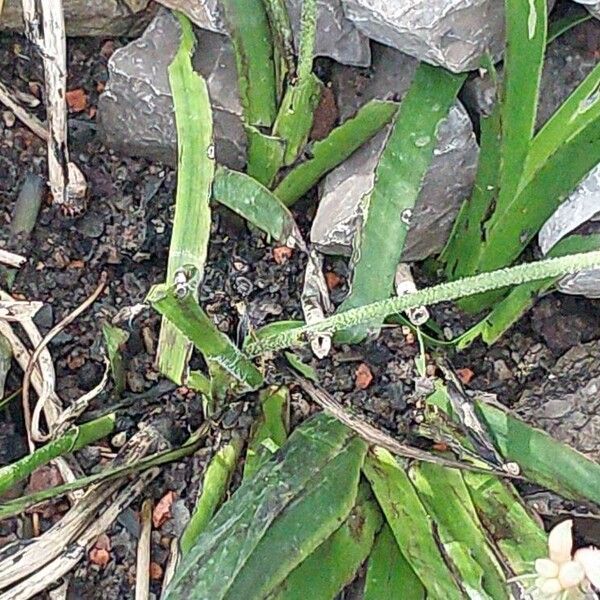 Anigozanthos flavidus Bark