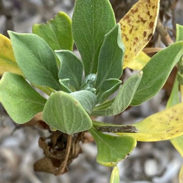 Lomelosia cretica Blatt