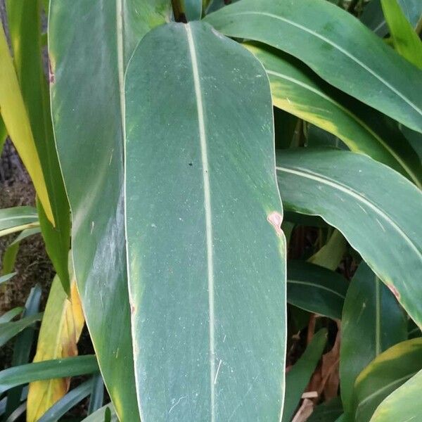 Alpinia zerumbet Folha