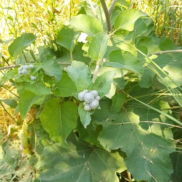 Arctium tomentosum Feuille