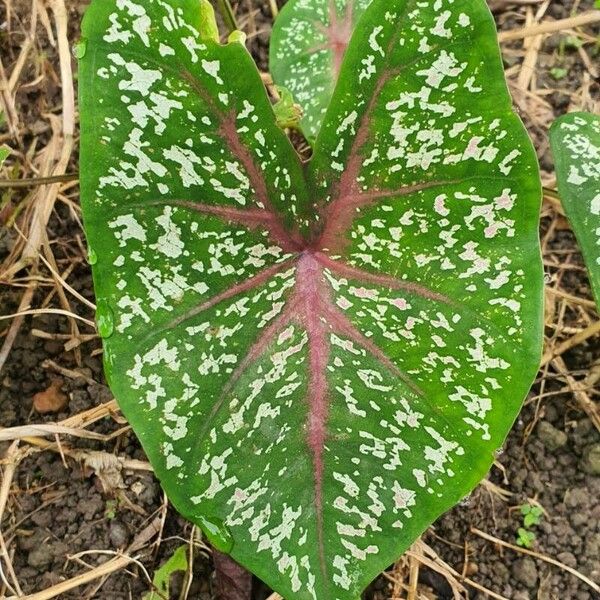 Caladium bicolor Fulla