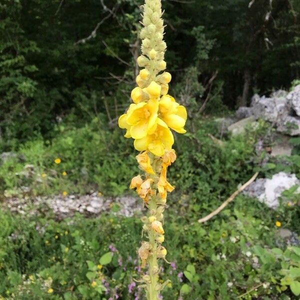 Verbascum densiflorum Flower