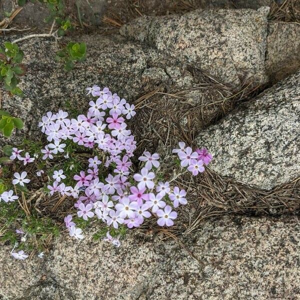 Phlox hoodii Flower