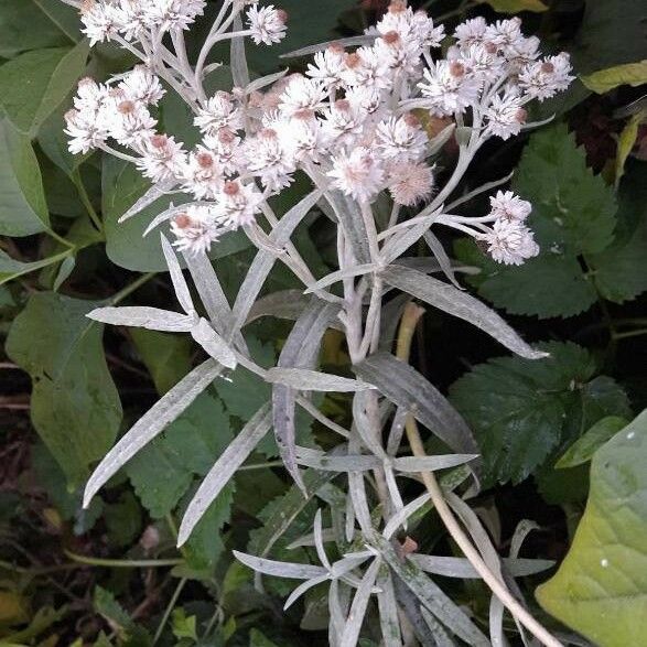 Anaphalis margaritacea Хабит