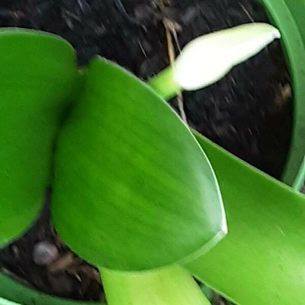 Haemanthus albiflos Hostoa