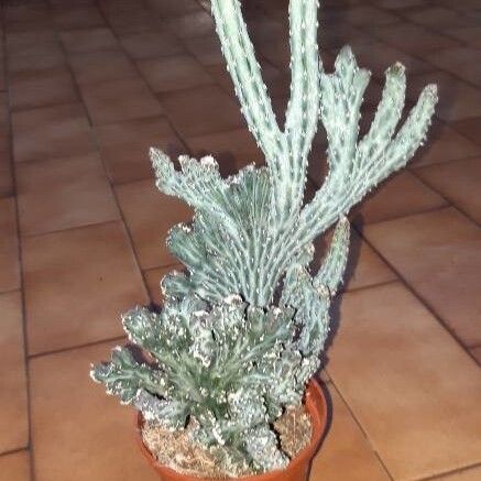 Cereus spegazzinii