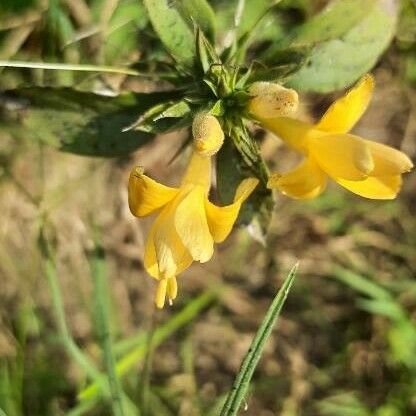 Barleria prionitis Cvet