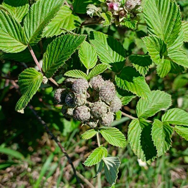 Rubus niveus Gyümölcs