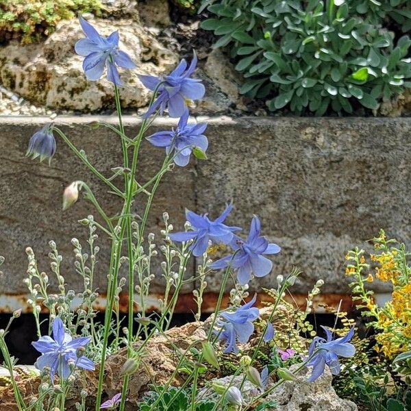 Aquilegia pyrenaica Floare