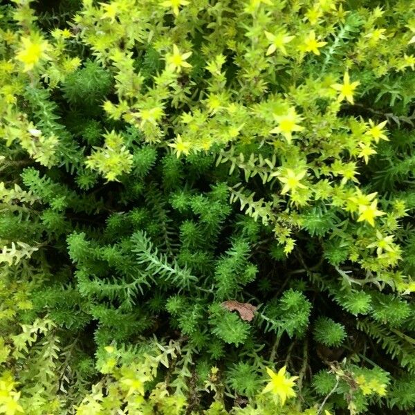 Sedum acre Costuma