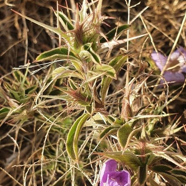 Barleria delamerei Лист