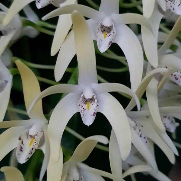 Dendrobium speciosum Цвят