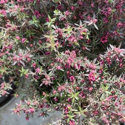 Empetrum nigrum Blomma