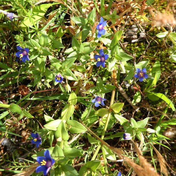 Lysimachia arvensis عادت