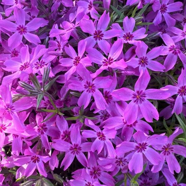 Phlox subulata Cvet