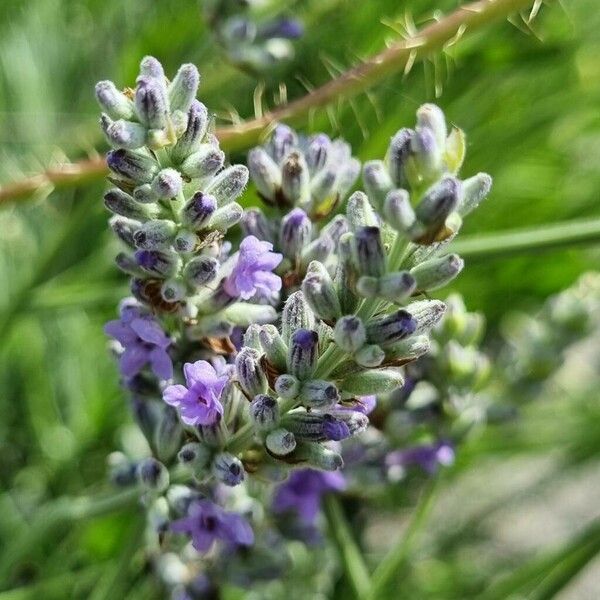 Lavandula angustifolia Kwiat