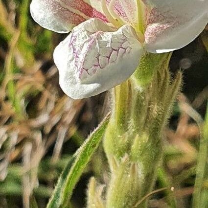 Asystasia charmian Цветок