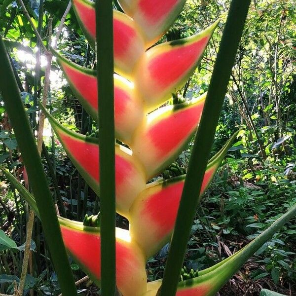 Heliconia wagneriana Blad