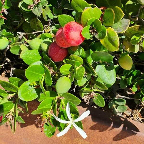 Carissa macrocarpa Fruit