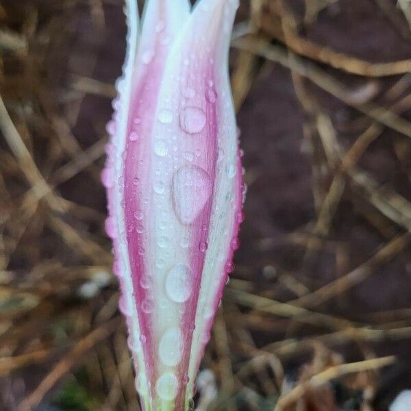 Crinum macowanii Kvet