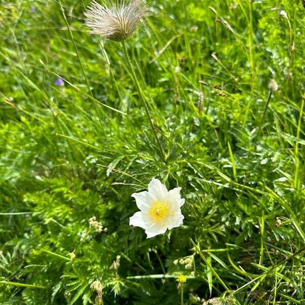 Pulsatilla alpina Kwiat
