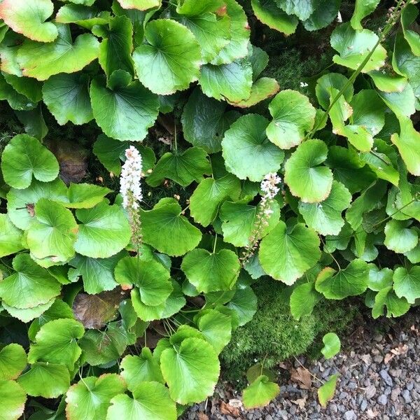 Galax urceolata Leaf