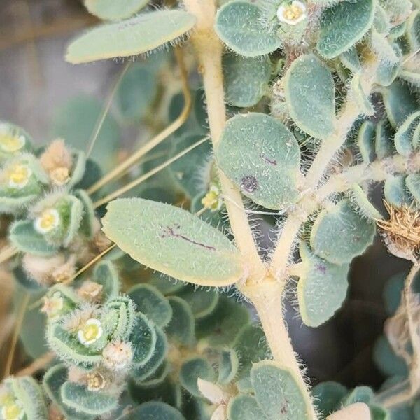 Euphorbia chamaesyce Blad