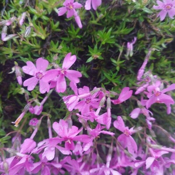 Phlox subulata Kvet