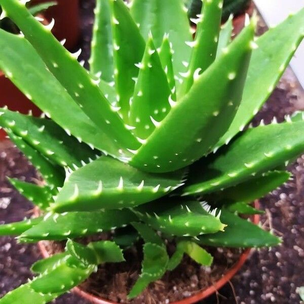 Aloe brevifolia Листок