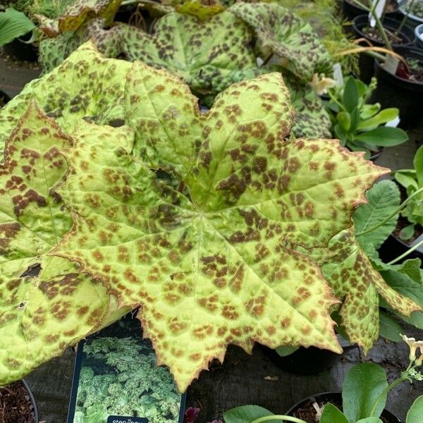 Podophyllum cv. 'Kaleidoscope' 葉