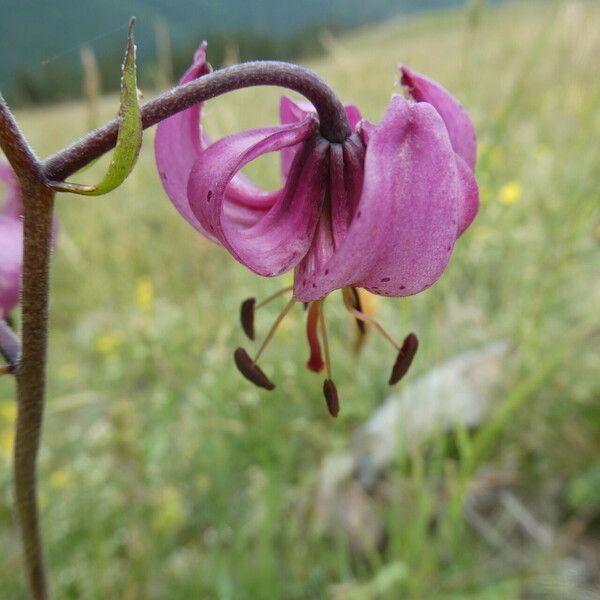 Lilium martagon 花