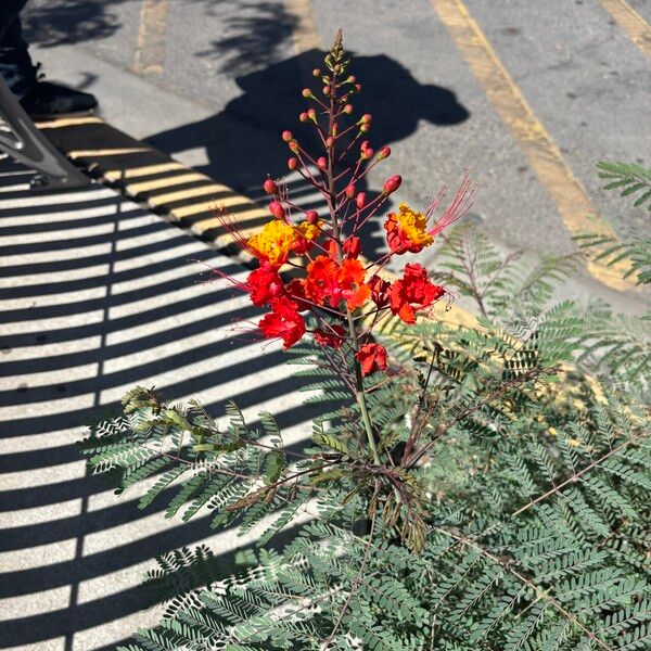 Caesalpinia pulcherrima Flors