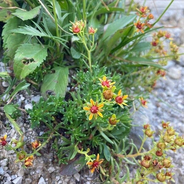 Saxifraga aizoides Blüte