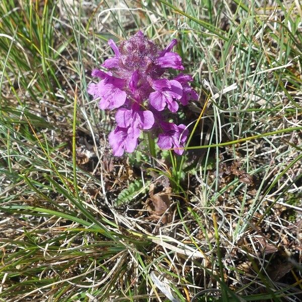 Pedicularis verticillata Bloem