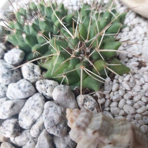 Mammillaria compressa ᱥᱟᱠᱟᱢ