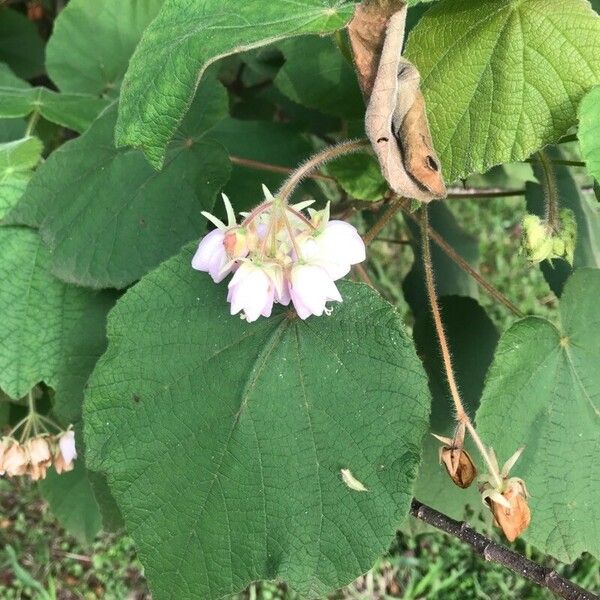 Dombeya burgessiae Цвят