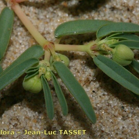 Euphorbia polygonifolia Blüte