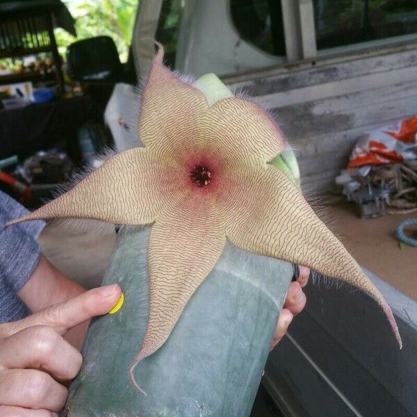 Stapelia gigantea Flower