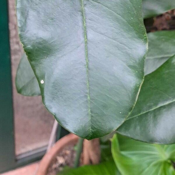 Acokanthera oppositifolia Leaf