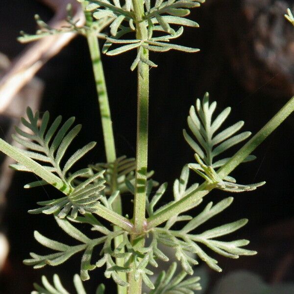 Lavandula coronopifolia Fuelha