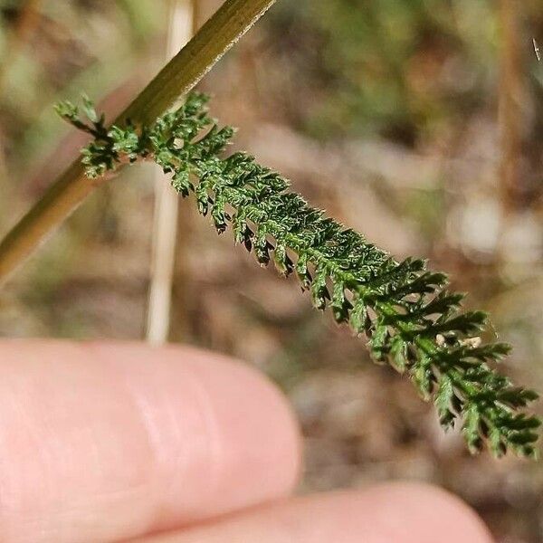 Achillea nobilis Листок