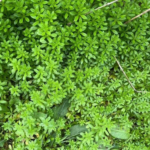 Galium verrucosum Leaf