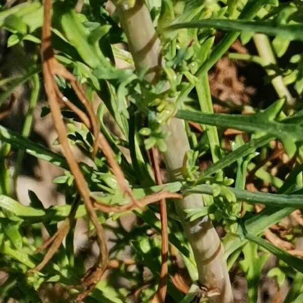 Argyranthemum haouarytheum 樹皮