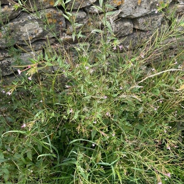 Epilobium ciliatum Habitus