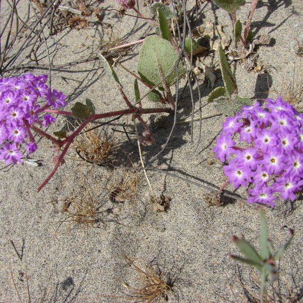 Abronia umbellata Liść