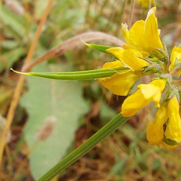 Coronilla securidaca Hedelmä