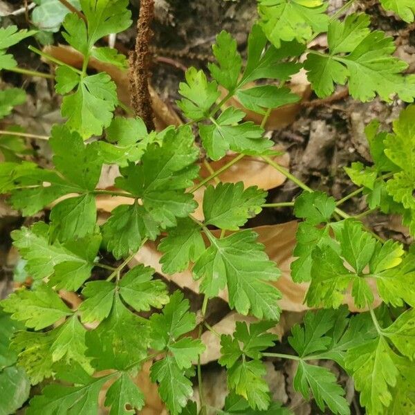 Physospermum cornubiense Leaf