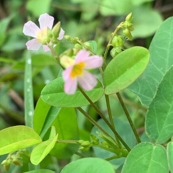 Oxalis barrelieri പുഷ്പം